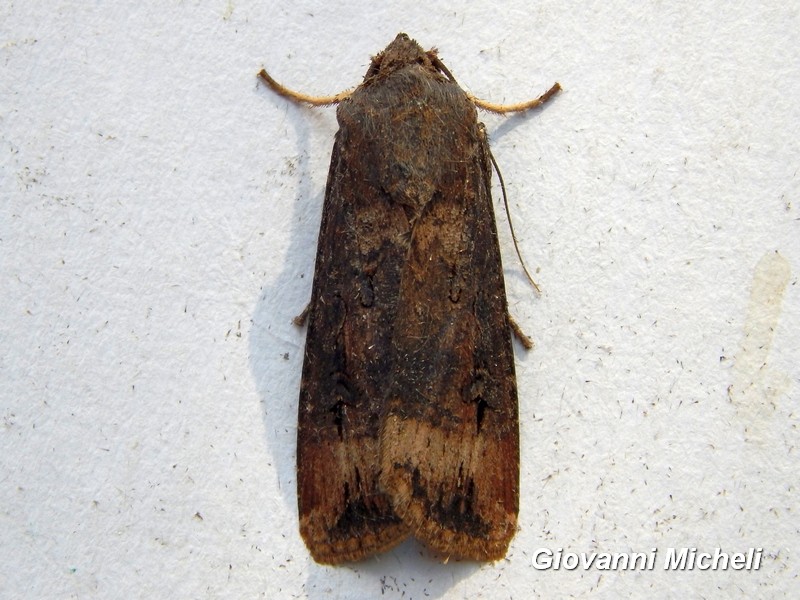 Noctuidae da determinare - Agrotis ipsilon